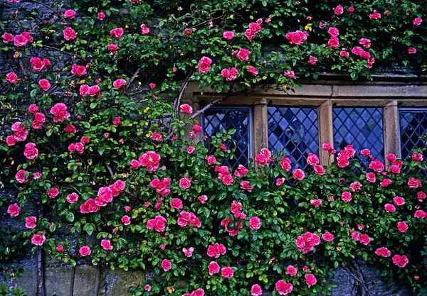 Horolezecké růže nad oknem Cotswold chalupy — Stock fotografie
