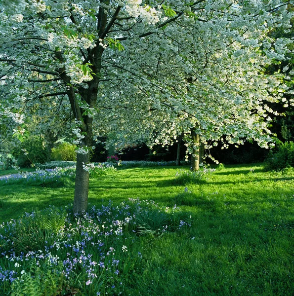 Primavera flor de cerezo en huerto con campanas azules en un jardín forestal — Foto de Stock