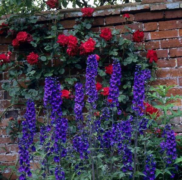 Climbing roses and Delphiniums in a walled garden — Stock Photo, Image