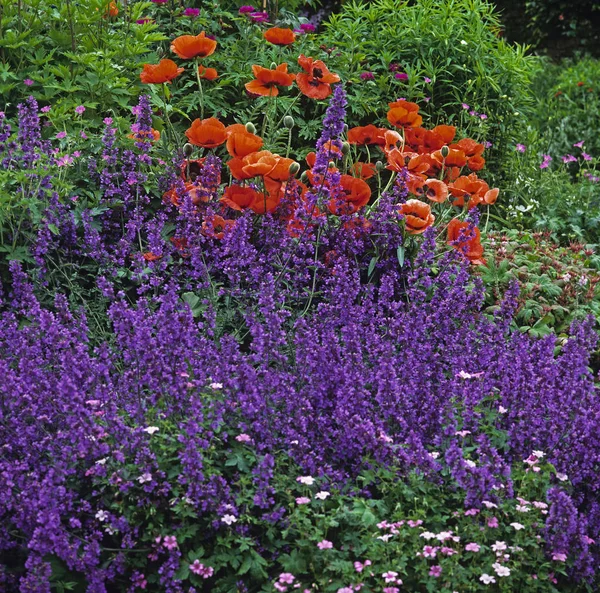 Πολύχρωμα καλοκαιρινά σύνορα σε ένα Country House Garden με Oriental Poppies, Nepeta, Delphinium και Geraniums — Φωτογραφία Αρχείου