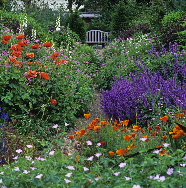 Doğulu gelincikler, Nepeta, Delphiniumlar ve Sardunyalarla dolu bir kır evi bahçesinde renkli bir yaz sınırı — Stok fotoğraf