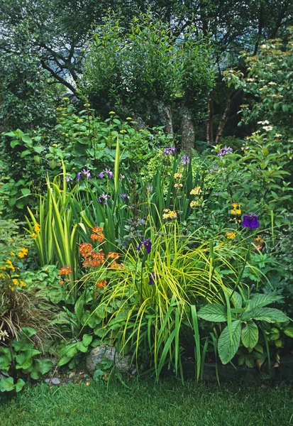 Fleur d'été et bordure arbustive d'un jardin de montagne gallois — Photo