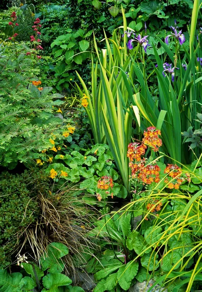 Sommerblumen- und Strauchrand eines walisischen Berggartens mit Primeln und Iris — Stockfoto
