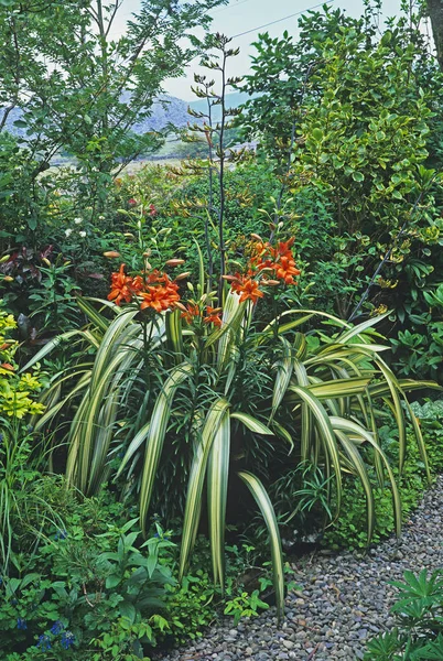 Summer flower and shrub border of a Welsh mountain garden — Stock Photo, Image