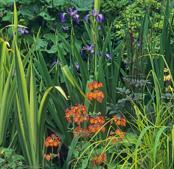 Közelkép a nyári virág határ Primulas és Iris — Stock Fotó