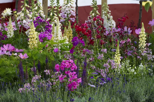 Kleurrijke en aantrekkelijke bloemborder met gemengde aanplant inclusief lupine, kosmos, phlox en foxhandschoenen — Stockfoto