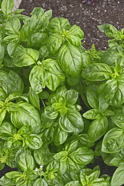 Close up of Italian Sweet Basil in a herb garden — Stock Photo, Image