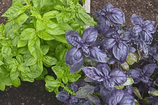 Close up of Italian sweet and purple Basil in a herb garden — Stock Photo, Image