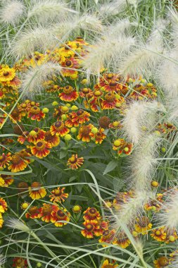 Colourful garden flower border with Heleniums Waldraut and ornamental grass Pennisetum villosum clipart