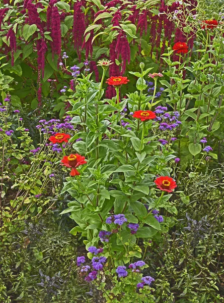 Détail d'une bordure florale avec Amaranthus caudatus, L'amour gît béatitude et Zinnias — Photo