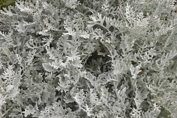 Cineraria Senecio bicolor Silvito 또는 Silver Dust 의닫기 — 스톡 사진