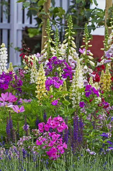 Bordure florale colorée et attrayante avec plantation mixte comprenant lupins, cosmos, phlox et gants de renard — Photo