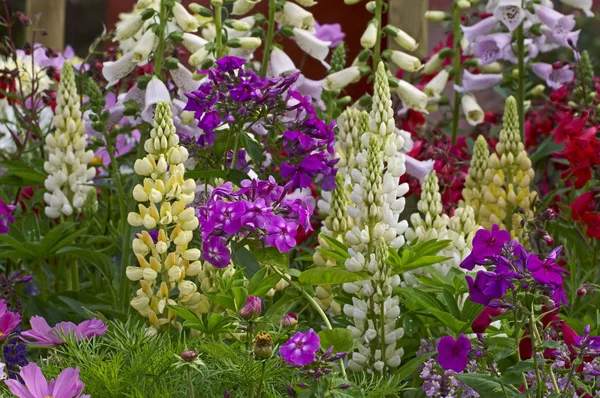 Colourful and attractive flower border with mixed planting including lupins, cosmos, phlox and foxgloves — Stock Photo, Image