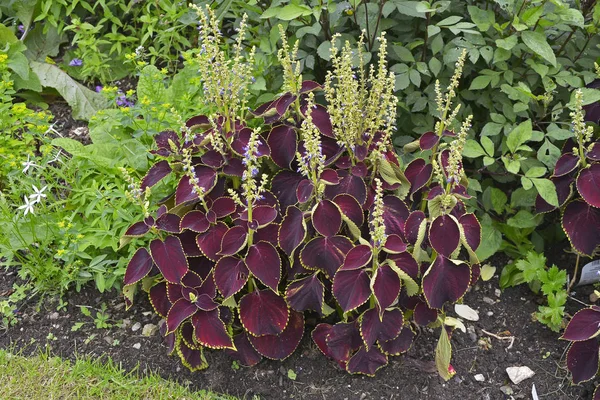 Close up of the flowering Solenostemon blumei coleus 'Brillancy' — Stock Fotó