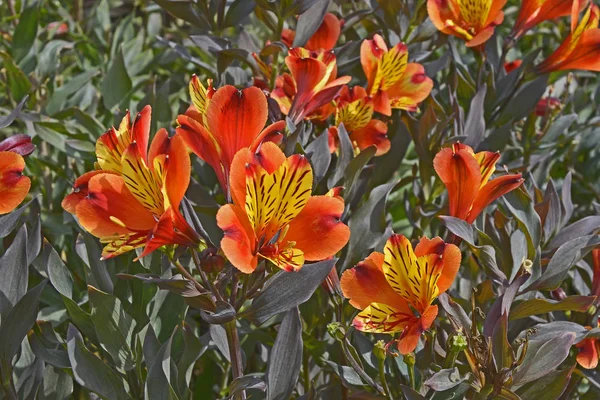 Fronteira de flores coloridas com um close de Alstromeria 'Indian Summer' — Fotografia de Stock