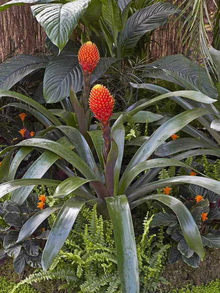 Tropische planten van de Bromeliad Guzmania conifera — Stockfoto