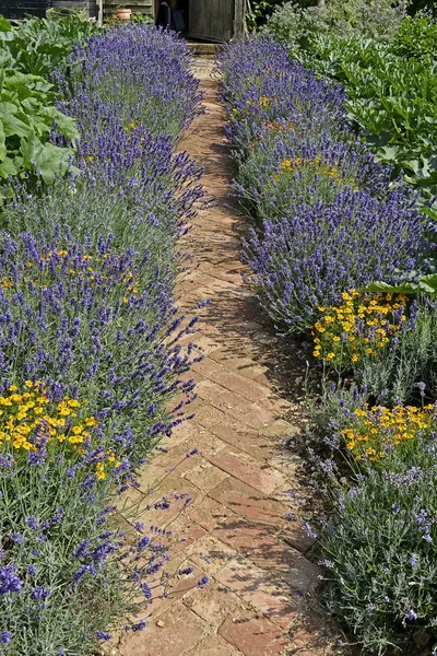 Lavender lined pathway in a vegetable garden — Stock Photo, Image
