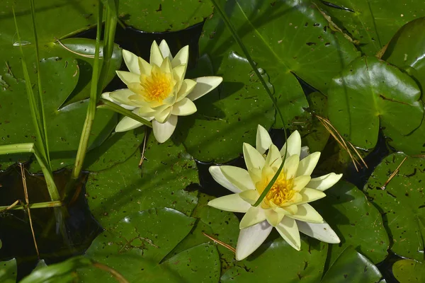 Primer plano de la Nymphaea Marliacea chromatella en un jardín acuático —  Fotos de Stock