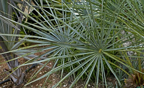 Chamaerops humilis 'Cerifera' in een droge mediterrane tuin — Stockfoto