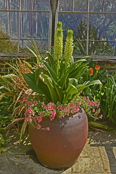 Grande contenitore con Eucomis pallidiflora subsp. pole-evanii, Giant Pinapple Lily su una terrazza con giardino — Foto Stock