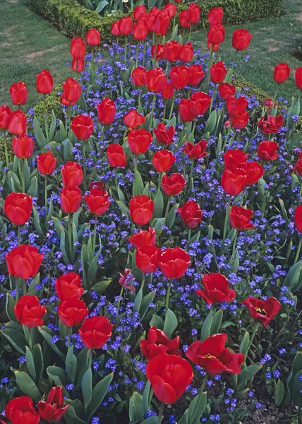 Buntes Blumenbeet mit roten Tulpen und Vergissmeinnicht — Stockfoto