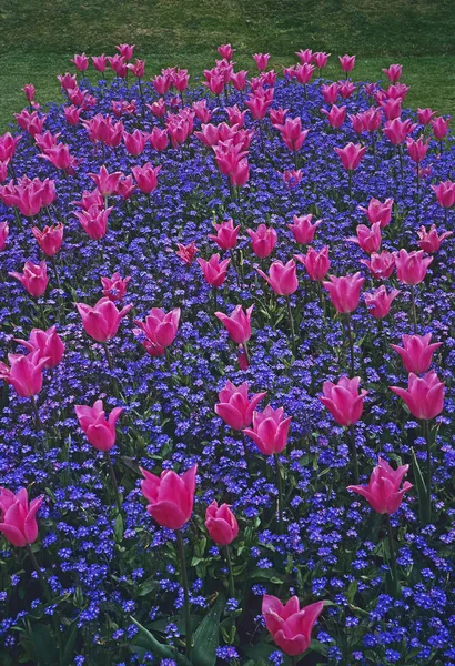 Buntes Blumenbeet mit rosa Tulpen und Vergissmeinnicht — Stockfoto