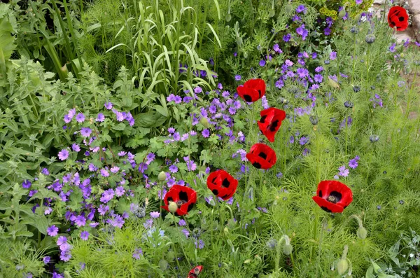 Färgglada Ladybird poppies växer en blomma gräns — Stockfoto