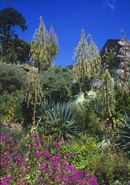 Floración Furcraea longeava en un jardín mediterráneo — Foto de Stock