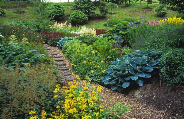 Ένας πολύχρωμος κήπος με μικτή φύτευση των Hosta, Primulas, Iris, Astilbe και Dayκρίνα στις αρχές του καλοκαιριού — Φωτογραφία Αρχείου