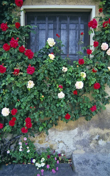 A window of an old French building in Provence surrounded by colourful roses — Stock Photo, Image