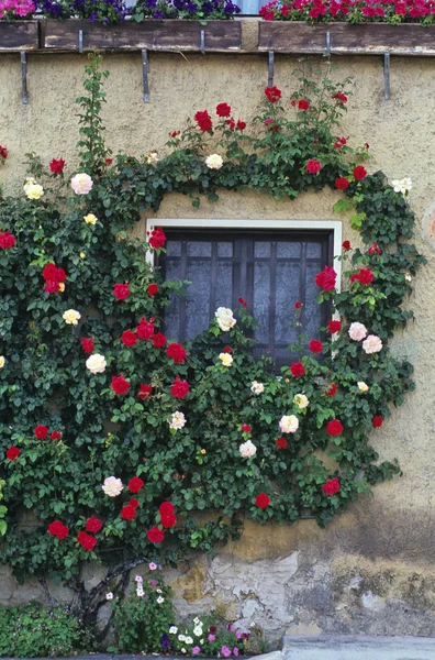 A window of an old French building in Provence surrounded by colourful roses — Stock Photo, Image