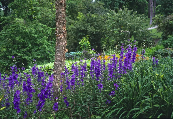 Un colorato giardino boschivo con fiori e piante Delphiniums — Foto Stock