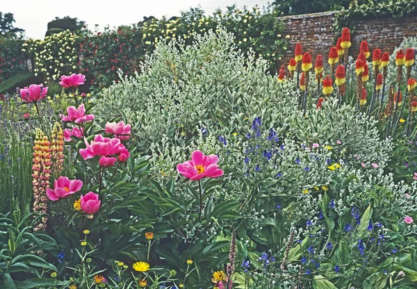 Frontera colorida con Kniphofia aulescens y Paeonias de una terraza de una casa de campo jardín — Foto de Stock