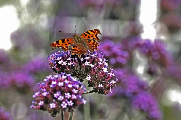A borboleta de vírgula em um jardim de casa de campo rural — Fotografia de Stock