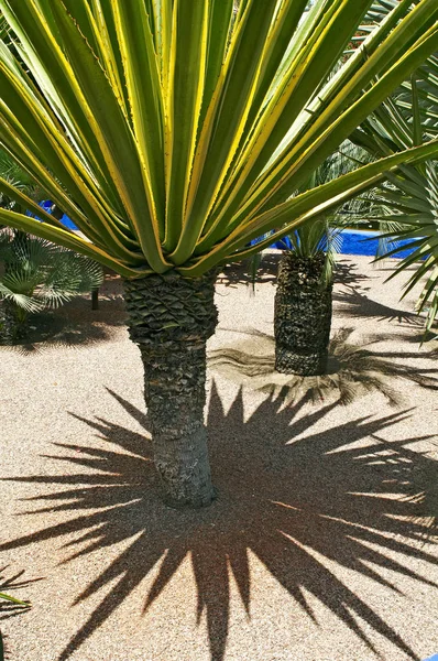 Schaduw van een cactus in de Jardin Majorelle in Marrakech — Stockfoto