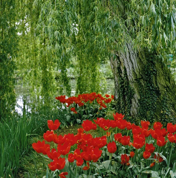 El Lilypond con los tulipanes florecientes y un sauce llorón en el jardín Claude Monet en Giverny — Foto de Stock