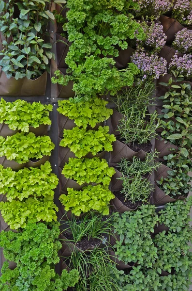 A vertical Herb garden on an urban house terrace