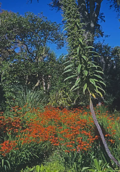 Bloeiende Grens Met Echium Crocosmia Een Mediterrane Tuin — Stockfoto