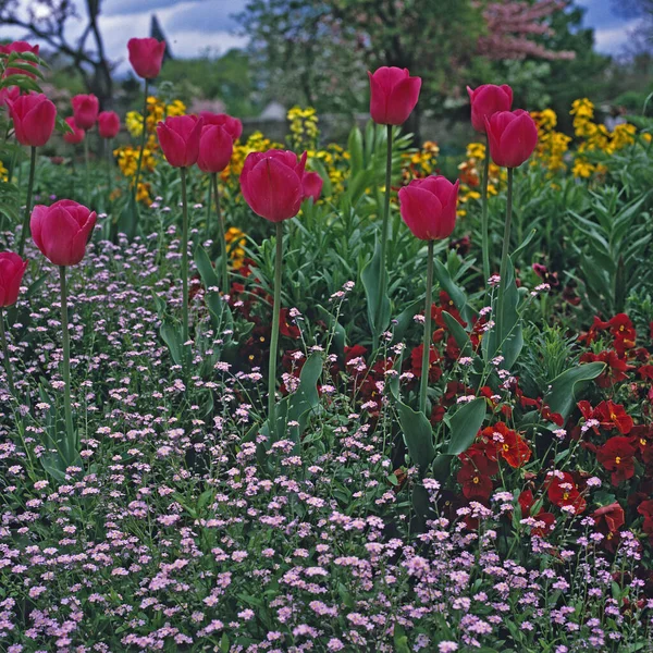 Detailaufnahme Einer Frühlingsblumenkante Aus Tulpen Und Vergissmeinnicht Giverny Claude Monets — Stockfoto