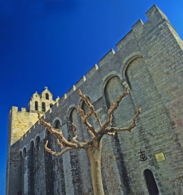 View of the historic church of Saintes Maries de la Mer in the Camargue Provence south of France with pollarded tree clipart