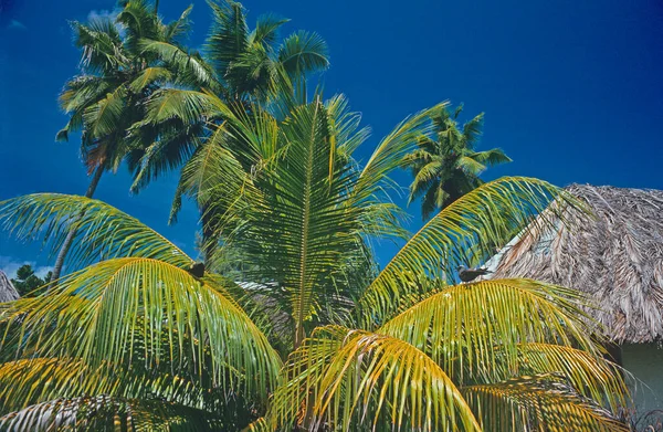 塞舌尔鸟岛上有鸟类的棕榈树 — 图库照片