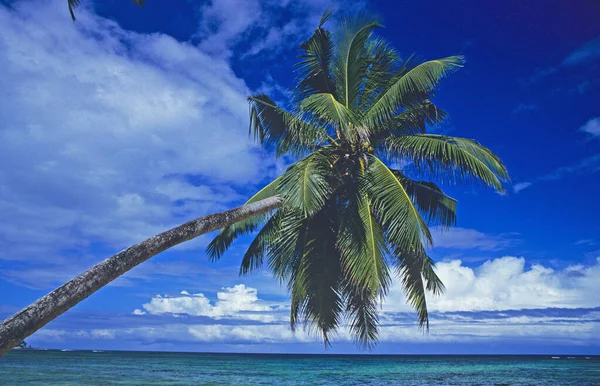 Вид Пальму Водопаде Сейшельских Островов Пляжа Моря — стоковое фото