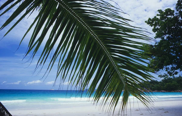 Вид Через Полог Пальму Сейшельских Островах Затертого Пляжа Живописного Моря — стоковое фото