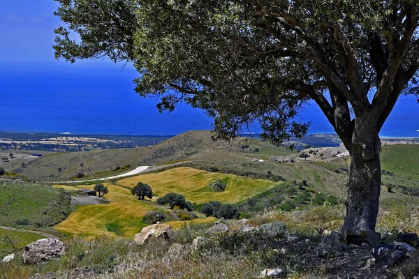 Olivo Creciendo Campo Chipre Día Claro Soleado Área Conservación Akamas — Foto de Stock