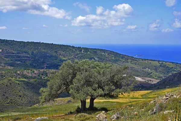 Olivos Creciendo Campiña Chipre Día Claro Soleado Área Alta Conservación — Foto de Stock