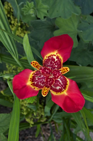 Die Farbenfroh Exotisch Blühende Tigridia Pavonia Einem Englischen Garten — Stockfoto
