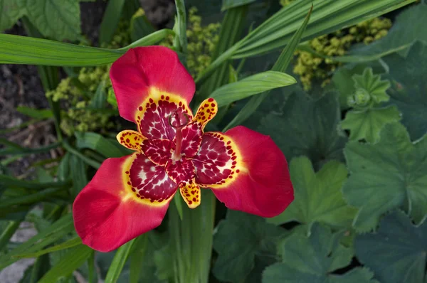 Die Farbenfroh Exotisch Blühende Tigridia Pavonia Einem Englischen Garten — Stockfoto