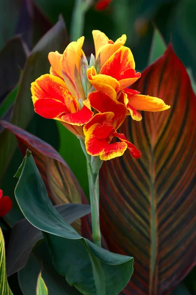 Primer Plano Floración Canna Lucifer —  Fotos de Stock