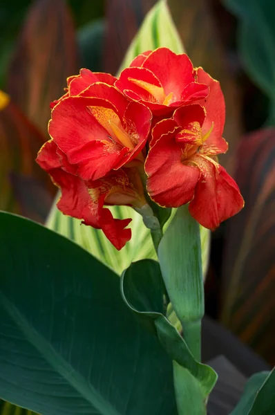 Primer Plano Floración Canna Lily Lucifer — Foto de Stock