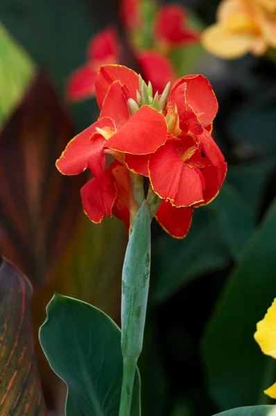 Fechar Floração Canna Lily Lucifer — Fotografia de Stock